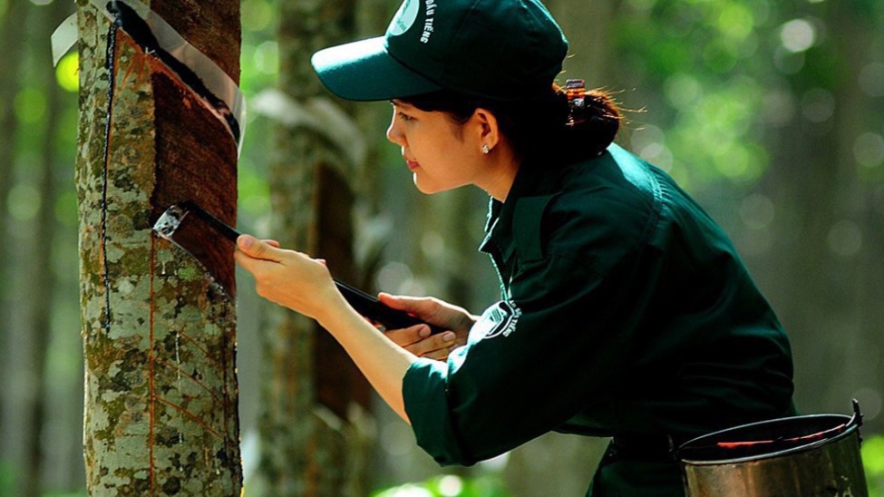 Ngày 1/1: Giá cao su trên các sàn giao dịch biến động trái chiều, trong nước ổn định