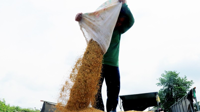 Ngày 1/1: Giá lúa tăng, gạo thành phẩm giảm trong ngày đầu tiên của năm mới 2025