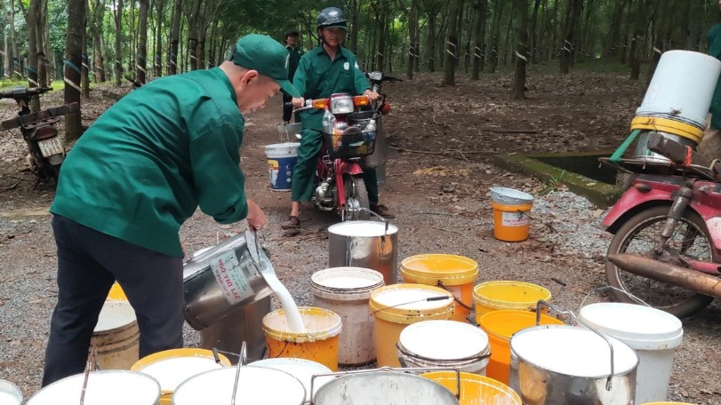 Giá cao su, đường biến động ra sao giai đoạn đầu năm 2025?