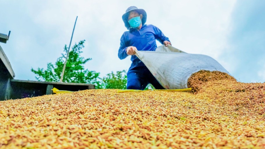 Ngày 8/1: Giá lúa tại Đồng bằng sông Cửu Long giảm mạnh