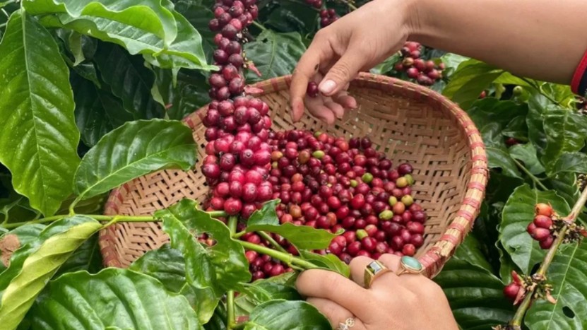 Ngày 10/1: Giá cà phê và hồ tiêu trong nước đồng loạt giảm "sốc"