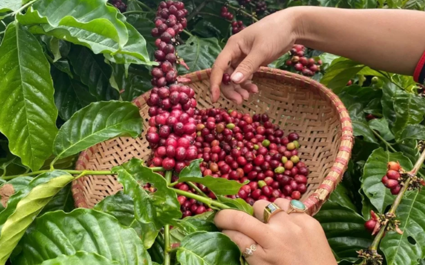 Ngày 10/1: Giá cà phê và hồ tiêu trong nước đồng loạt giảm 