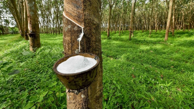 Ngày 13/1: Giá cao su thế giới duy trì đà tăng, trong nước ổn định