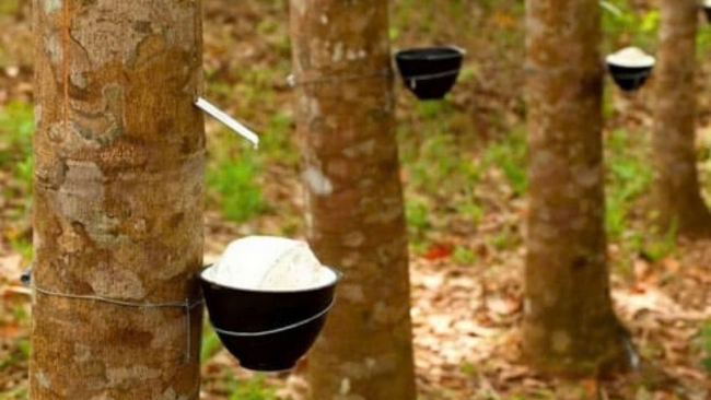 Ngày 14/1: Giá cao su trên các sàn giao dịch tăng, giảm trái chiều