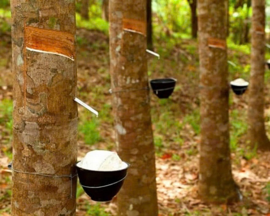 Ngày 14/1: Giá cao su trên các sàn giao dịch tăng, giảm trái chiều