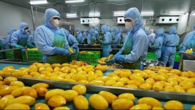 Vietnam eyes 8 billion USD in fruit, vegetable export value in 2025