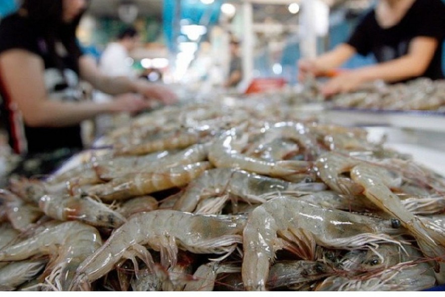 Cá tra đang dần khẳng định vị thế trên trường quốc tế