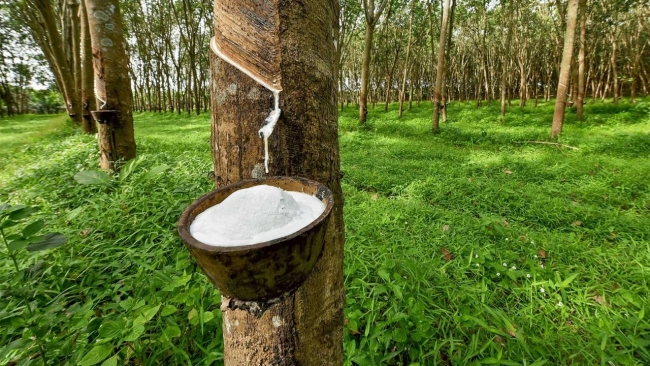 Ngày 16/1: Giá cao su thế giới đồng loạt tăng, trong nước giảm nhẹ