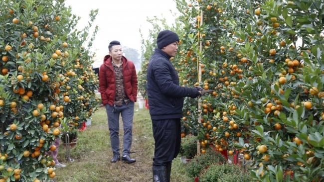 Nhộn nhịp thị trường hoa cây cảnh, giá không nhiều biến động