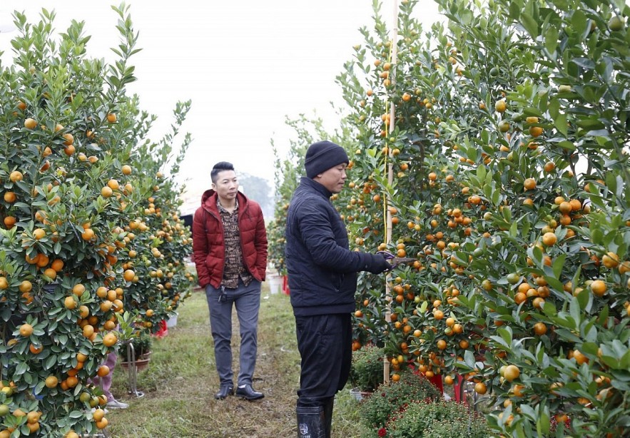 Nhộn nhịp thị trường hoa cây cảnh, giá không nhiều biến động