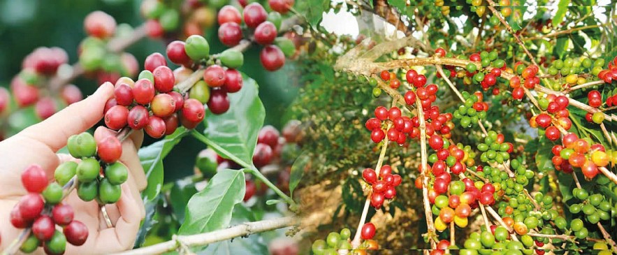 Cà phê sạch tăng giá, nông dân Đắk Lắk đổi đời Cà phê sạch tăng giá, nông dân Đắk Lắk đổi đời