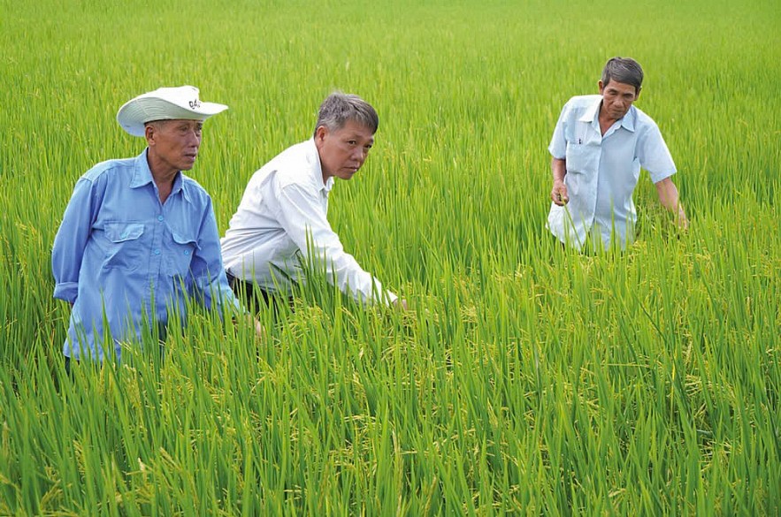 Khát vọng vươn lên từ cây lúa qua Đề án “1 triệu ha lúa chất lượng cao”