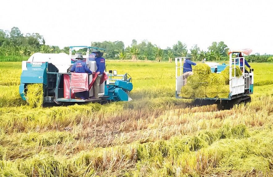 Khát vọng vươn lên từ cây lúa qua Đề án “1 triệu ha lúa chất lượng cao”