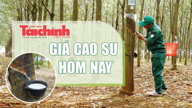 Ngày 17/1: Giá cao su tăng mạnh trên sàn Thượng Hải, Singapore và Thái Lan
