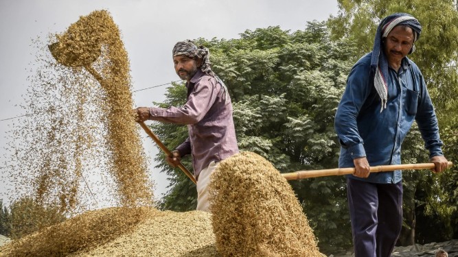 Thị trường nông sản tuần qua: Giá gạo Ấn Độ chạm "đáy" của 18 tháng