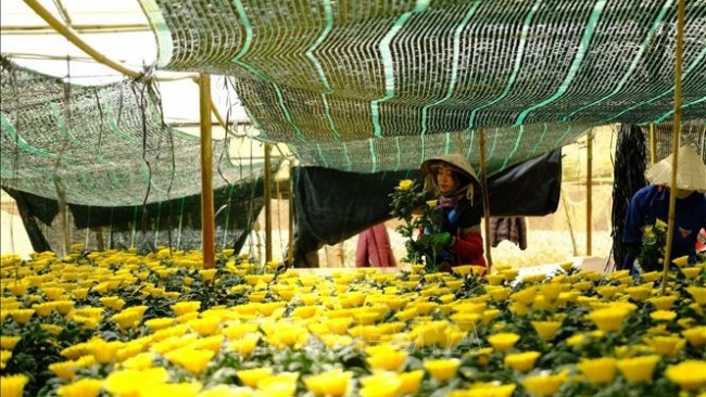 Hoa Đà Lạt rớt giá mạnh trước Tết Nguyên đán 2025