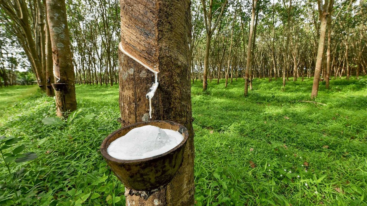 Vietnam’s rubber export predicted to exceed 11 bln USD
