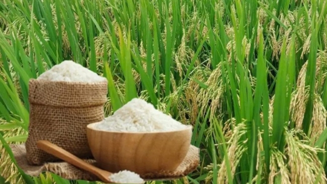 Ngày 22/1: Giá lúa tại Đồng bằng sông Cửu Long đảo chiều giảm sâu, gạo ổn định