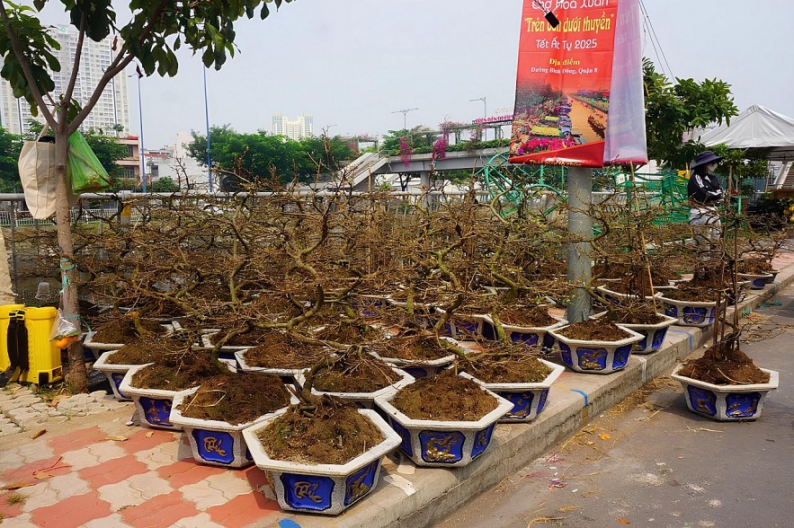 TP. Hồ Chí Minh: Chợ hoa “trên bến dưới thuyền” nhộp nhịp đón xuân 2025
