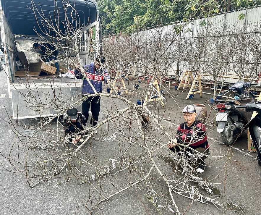 Người dân Thủ đô mua sắm đào quất đón Tết Ất Tỵ 2025