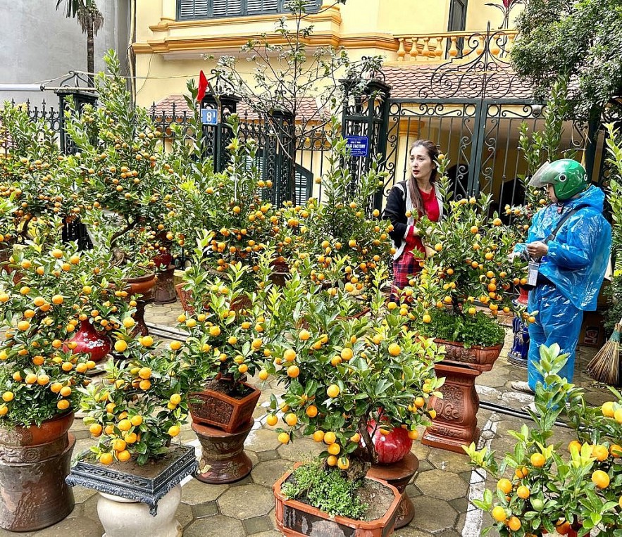 Người dân Thủ đô mua sắm đào quất đón Tết Ất Tỵ 2025