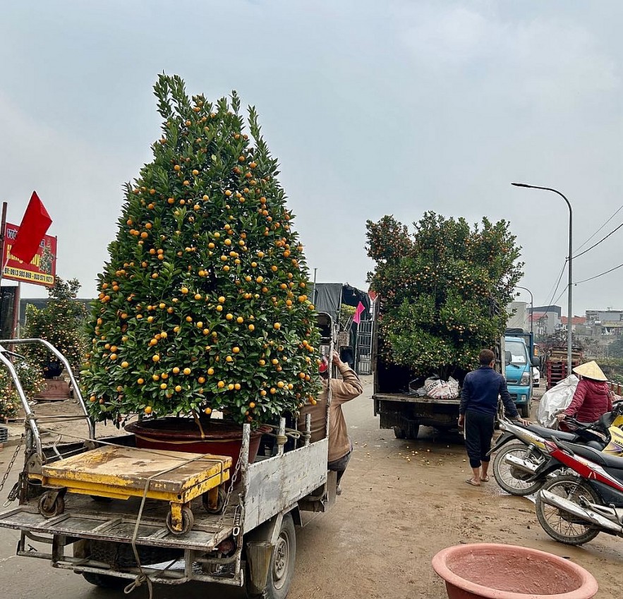 Người dân Thủ đô mua sắm đào quất đón Tết Ất Tỵ 2025