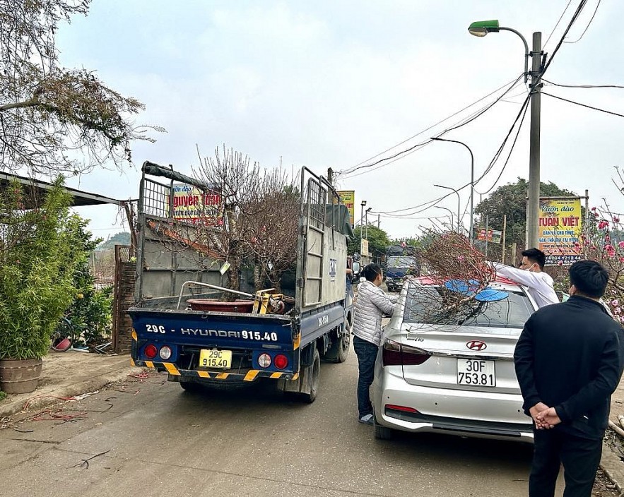 Người dân Thủ đô mua sắm đào quất đón Tết Ất Tỵ 2025