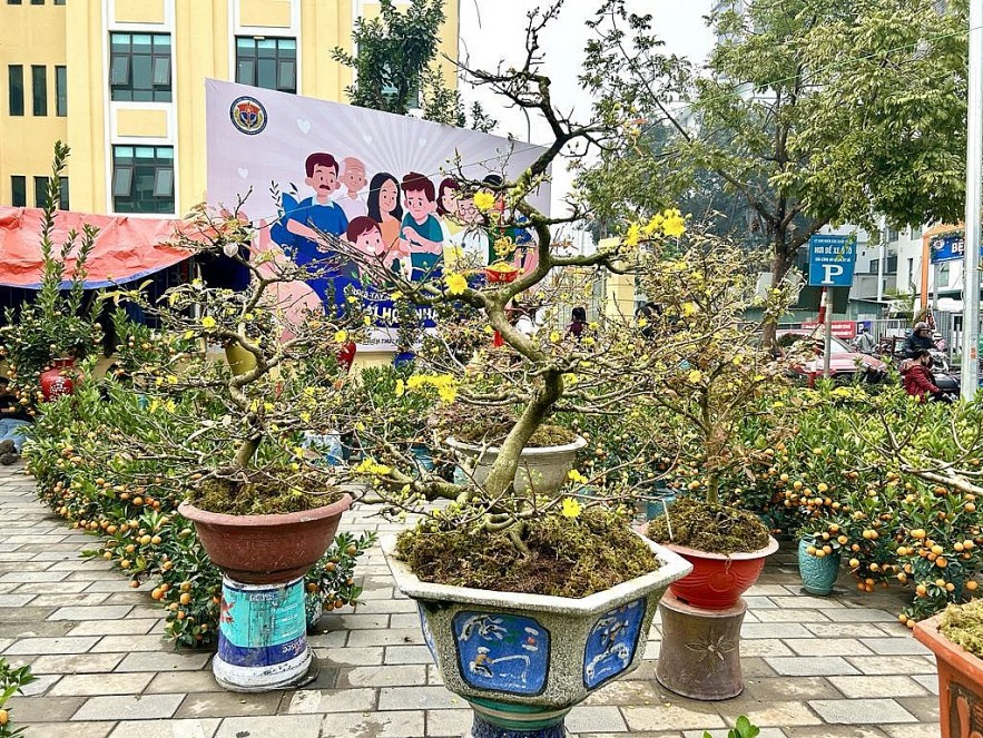 Người dân Thủ đô mua sắm đào quất đón Tết Ất Tỵ 2025