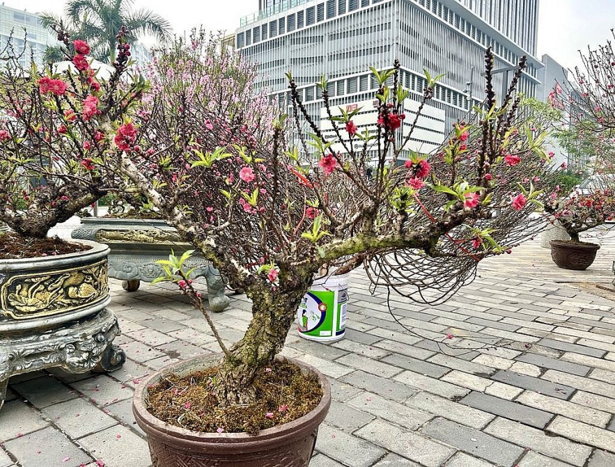 Người dân Thủ đô mua sắm đào quất đón Tết Ất Tỵ 2025