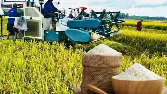 Ngày 26/1: Giá gạo bán lẻ tại chợ giảm, lúa giao dịch chậm