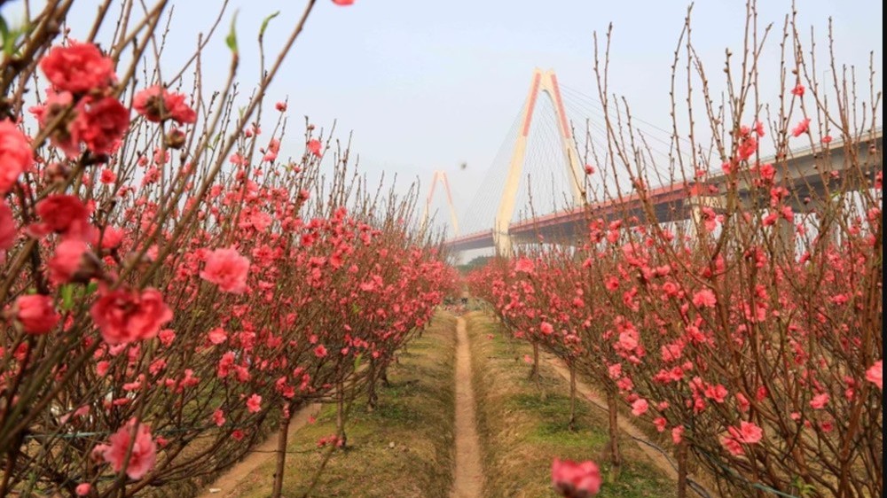 Loài hoa nào trang trí trong nhà vào dịp Tết để mang lại may mắn và tài lộc?