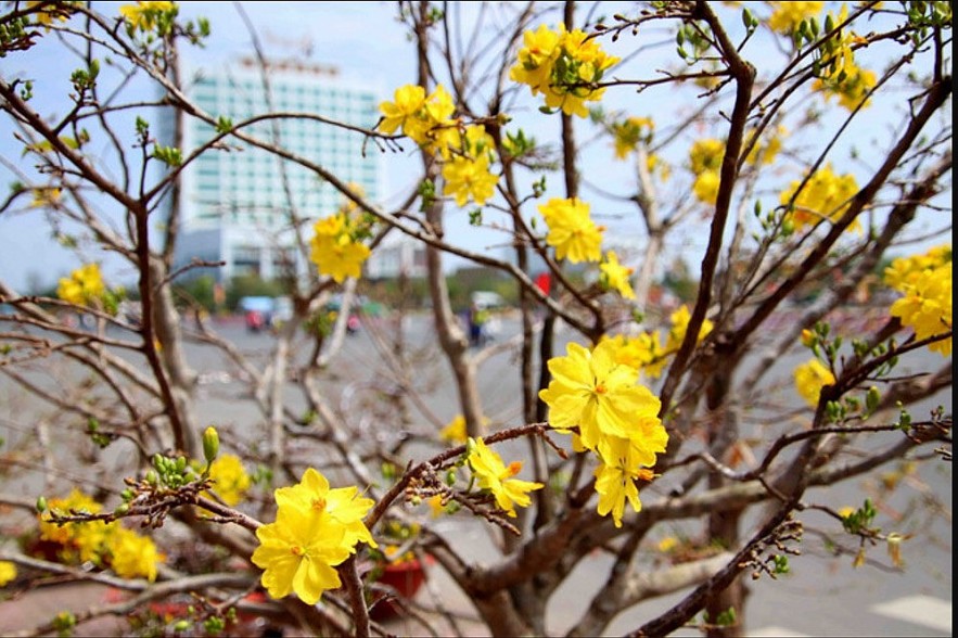 Loài hoa nào trang trí trong nhà vào dịp Tết để mang lại may mắn và tài lộc?