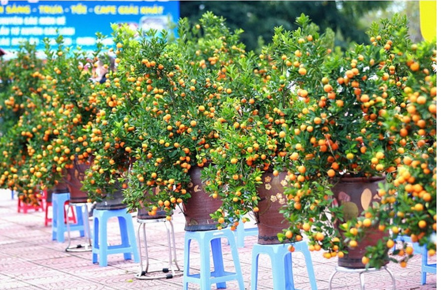 Loài hoa nào trang trí trong nhà vào dịp Tết để mang lại may mắn và tài lộc?