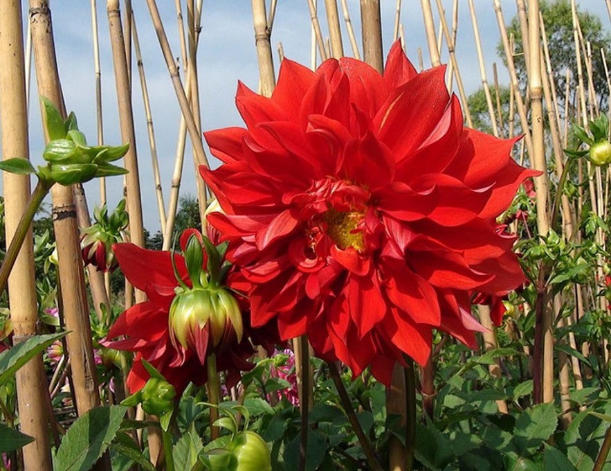 Loài hoa nào trang trí trong nhà vào dịp Tết để mang lại may mắn và tài lộc cho gia đình?