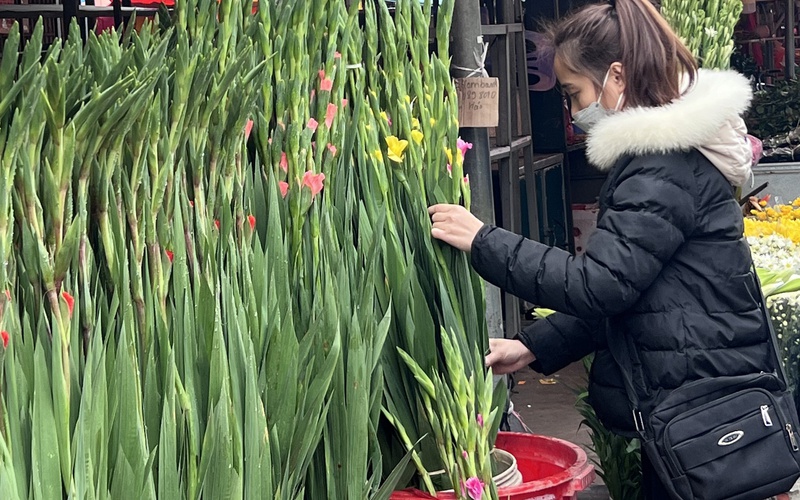 Loài hoa nào trang trí trong nhà vào dịp Tết để mang lại may mắn và tài lộc?