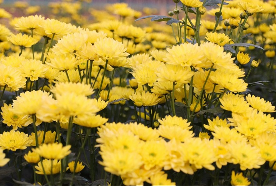 Loài hoa nào trang trí trong nhà vào dịp Tết để mang lại may mắn và tài lộc cho gia đình?