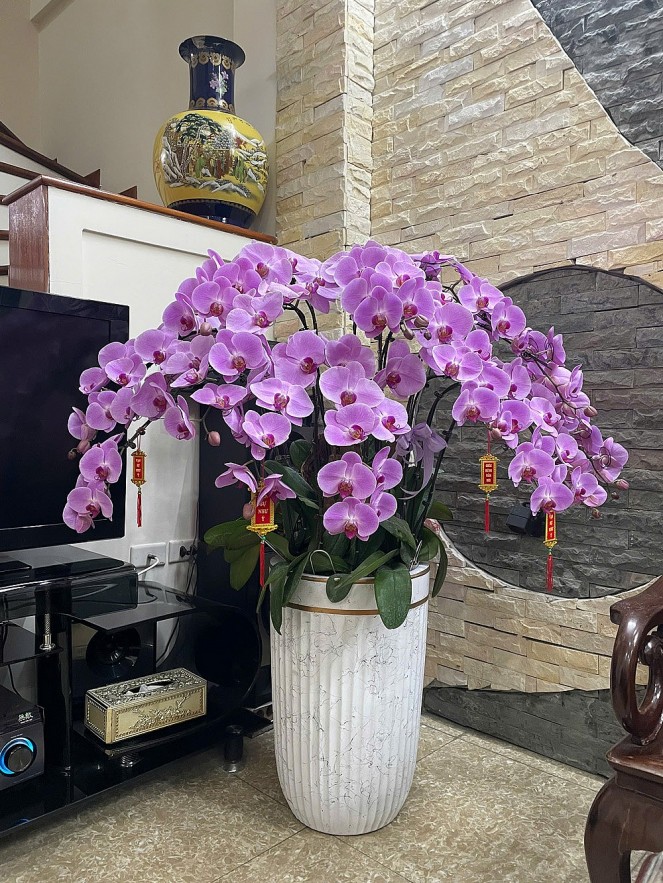 Loài hoa nào trang trí trong nhà vào dịp Tết để mang lại may mắn và tài lộc cho gia đình?