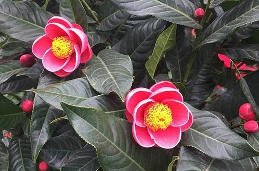 Loài hoa nào trang trí trong nhà vào dịp Tết để mang lại may mắn và tài lộc cho gia đình?