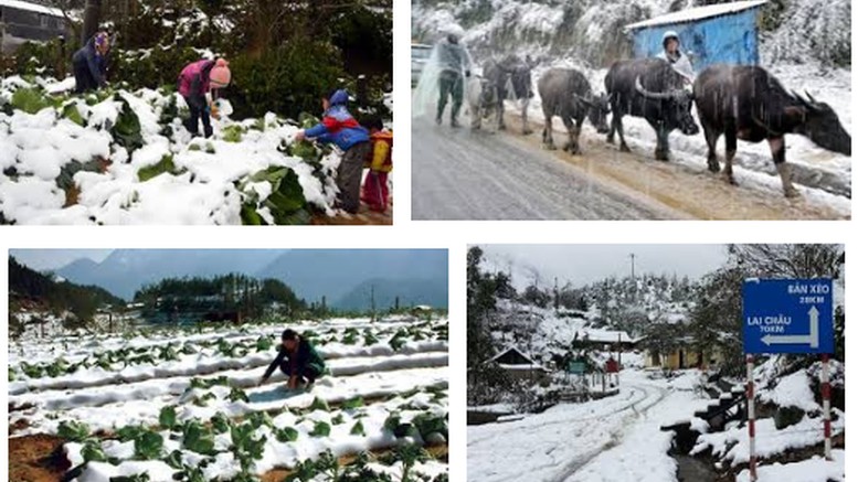 Thủ tướng chỉ đạo chủ động phòng, chống rét đậm, rét hại kéo dài