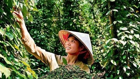 Ngày 29/1: Giá cà phê tăng mạnh trong ngày đầu tiên của năm Ất Tỵ