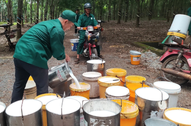 Ngày 30/1: Giá cao su duy trì đà tăng tại thị trường Nhật Bản