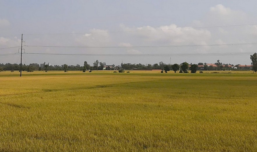 Đồng Tháp: Phấn đấu đạt ít nhất 50.000 ha chuyên canh lúa chất lượng cao trong năm 2025