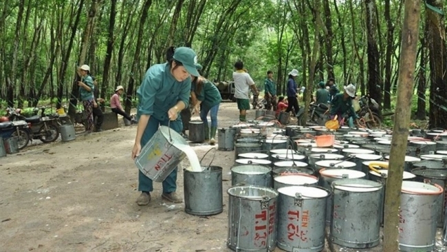 Ngày 7/2: Giá cao su thế giới tăng - giảm trái chiều, trong nước ổn định