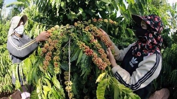Vietnam’s coffee exports reach nearly 800 million USD in January