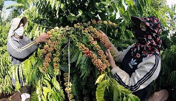 Vietnam’s coffee exports reach nearly 800 million USD in January