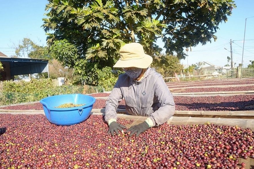 Ngày 9/2: Giá cà phê giảm đồng loạt, hồ tiêu duy trì ở mức giá cao