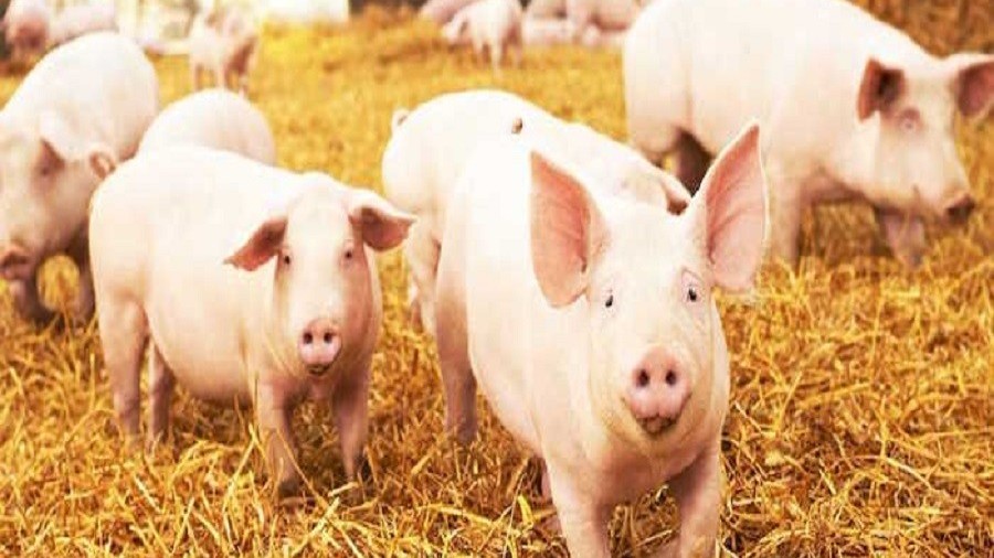 Ngày 9/2: Giá heo hơi liên tục tăng trong tuần đầu tiên sau kỳ nghỉ Tết