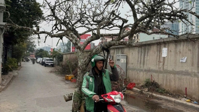 Lê rừng, mận rừng "đại náo" thị trường hoa cảnh sau Tết