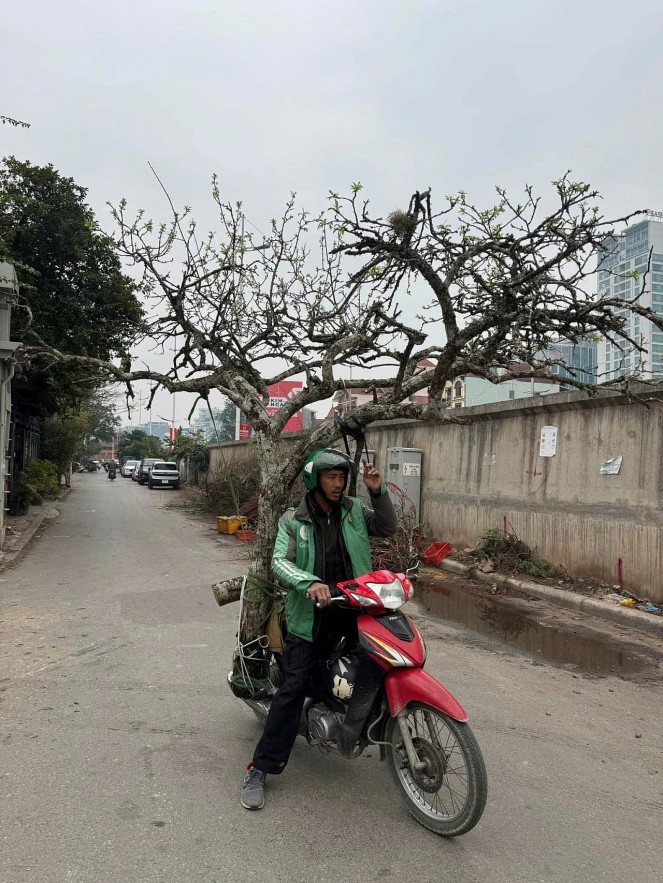 Lê rừng, mận rừng 