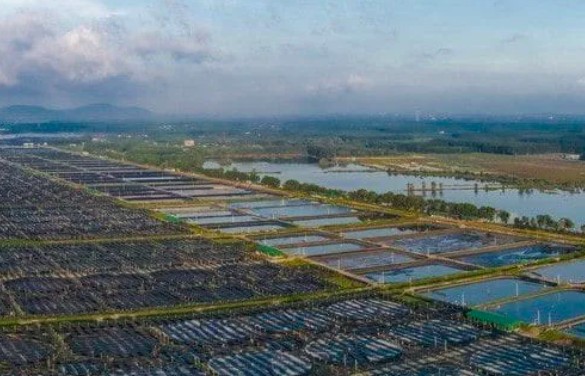 Nguyên nhân do đâu Thuỷ sản Minh Phú báo lỗ trong kỳ quý IV/2024?